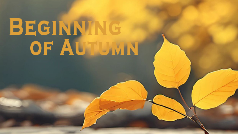 HDD Mobile Rack enclosures and the Beginning of Autumn, the harmony of technology and tradition